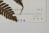 高士佛擬肋毛蕨藏品圖，第2張
