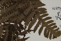 高士佛擬肋毛蕨藏品圖，第3張