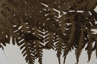 高士佛擬肋毛蕨藏品圖，第4張