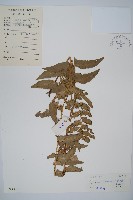 鐮羽貫眾藏品圖，第1張