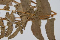 鐮羽貫眾藏品圖，第3張