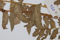 鐮羽貫眾藏品圖，第4張