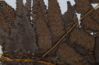 毛柄短腸蕨藏品圖，第5張