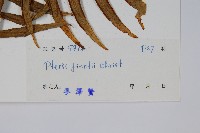 疏裂鳳尾蕨藏品圖，第2張