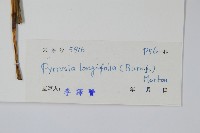 南洋石葦藏品圖，第2張