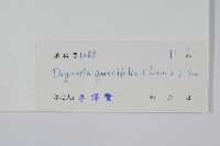 團葉槲蕨藏品圖，第2張