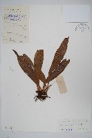 水芋葉車前、美葉車前蕨藏品圖，第1張