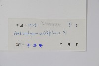 水芋葉車前、美葉車前蕨藏品圖，第2張