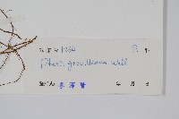 翅柄鳳尾蕨藏品圖，第2張