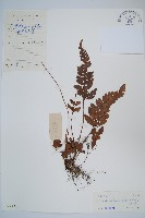 海南複葉耳蕨藏品圖，第1張