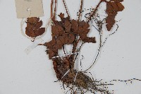 海南複葉耳蕨藏品圖，第3張