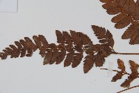 海南複葉耳蕨藏品圖，第5張