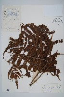 鱗柄毛蕨藏品圖，第1張