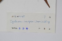 鱗柄毛蕨藏品圖，第2張