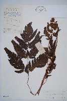密毛鱗蓋蕨藏品圖，第1張