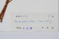 密毛鱗蓋蕨藏品圖，第2張