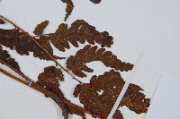 密毛鱗蓋蕨藏品圖，第5張