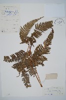 中華複葉耳蕨藏品圖，第1張