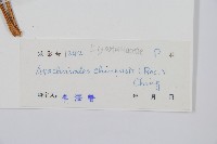 中華複葉耳蕨藏品圖，第2張