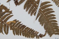 中華複葉耳蕨藏品圖，第3張
