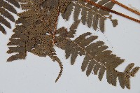 中華複葉耳蕨藏品圖，第5張