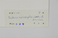 三叉蕨藏品圖，第2張