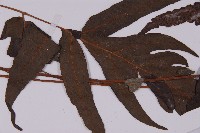 三叉蕨藏品圖，第3張