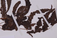 三叉蕨藏品圖，第4張