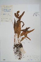 掌葉線蕨藏品圖，第1張