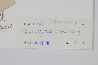 掌葉線蕨藏品圖，第2張