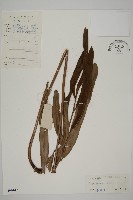 鹵蕨藏品圖，第1張