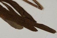 鹵蕨藏品圖，第6張