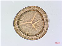 鹵蕨藏品圖，第2張