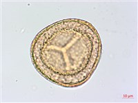 鹵蕨藏品圖，第3張