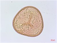 鹵蕨藏品圖，第4張