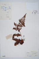 大葉骨碎補、台灣骨碎補、骨碎補藏品圖，第1張