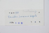 大葉骨碎補、台灣骨碎補、骨碎補藏品圖，第2張