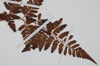 大葉骨碎補、台灣骨碎補、骨碎補藏品圖，第3張