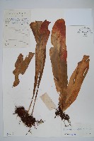 星蕨藏品圖，第1張