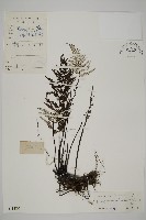 粉葉蕨藏品圖，第1張