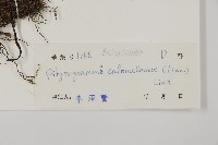 粉葉蕨藏品圖，第2張