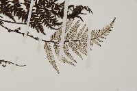 粉葉蕨藏品圖，第3張