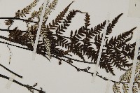 粉葉蕨藏品圖，第4張