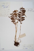 鈍齒鐵角蕨藏品圖，第1張