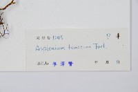 鈍齒鐵角蕨藏品圖，第2張