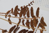 鈍齒鐵角蕨藏品圖，第4張