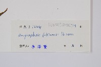 福建蓮座蕨藏品圖，第2張