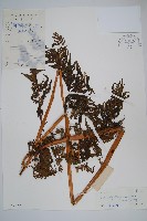 普通針毛蕨藏品圖，第1張