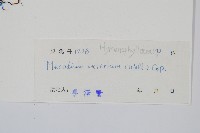 毛蕗蕨藏品圖，第2張