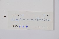 栗蕨藏品圖，第2張